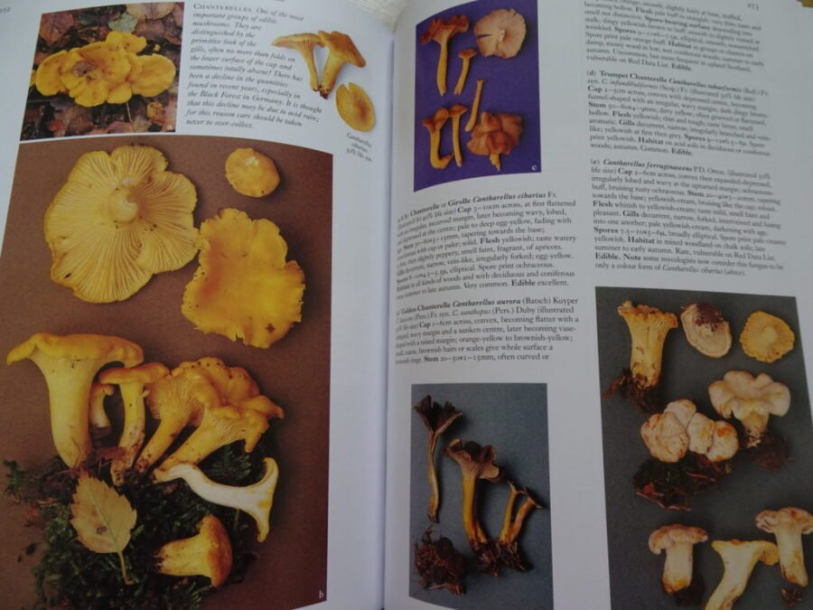 mushrooms by roger Phillips