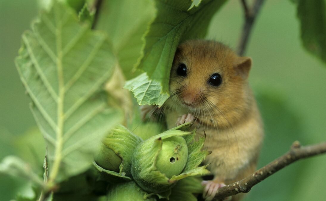 dormouse has a cold dormouse has a cold