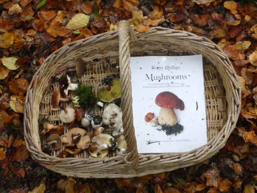 mushrooms by roger Phillips mushrooms by roger Phillips