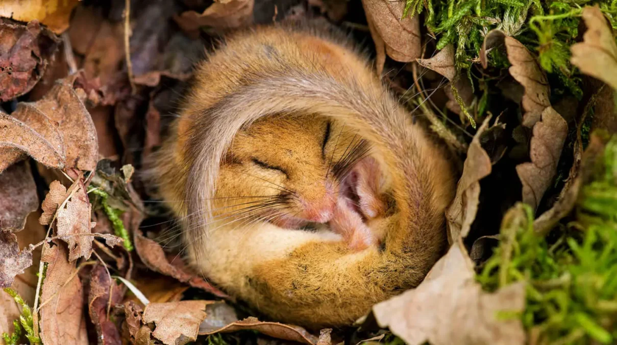 dormouse has a cold